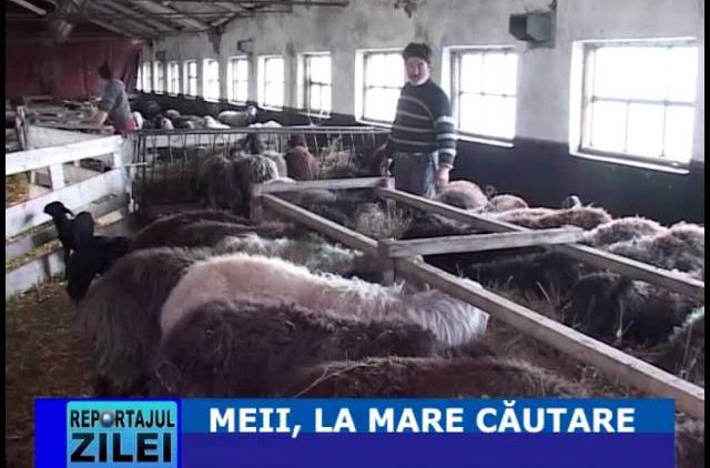 MEII, LA MARE CAUTARE