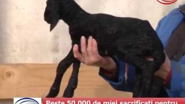 Peste 50.000 de miei sacrificați pentru Sărbătorile de Paște
