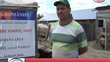 Primele roșii din solariile vasluienilor, în piețe