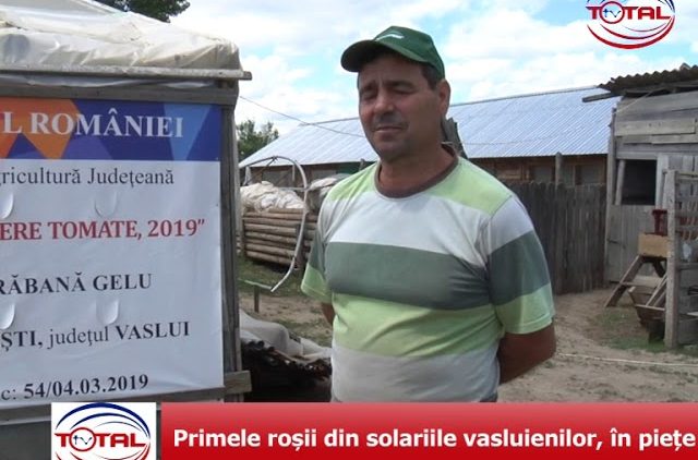 Primele roșii din solariile vasluienilor, în piețe