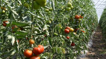 imag. tomate solar 1