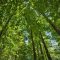 Romsilva a demarat procesul de înscriere a dreptului de proprietate publică a statului Român asupra pădurilor administrate