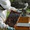 Ajutor de minims pentru apicultorii vasluieni afectați de fenomenele meteo din acest an