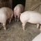 Suspiciune de pestă porcină africană, într-o gospodărie din Cârja