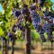 Vasluienii care vor să vândă struguri trebuie să dețină carnet de viticultor