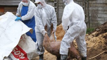 focare pesta porcina