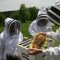 Ajutor de minimis acordat apicultorilor vasluieni care poate fi compensat cu suma datorată bugetului de stat