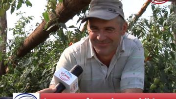 VIDEO: Legume cât vezi cu ochii !