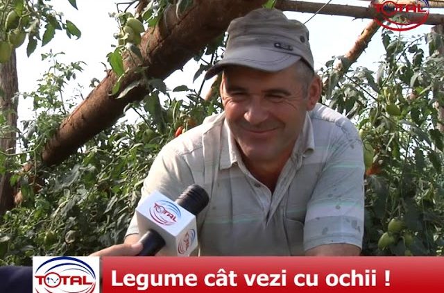 VIDEO: Legume cât vezi cu ochii !