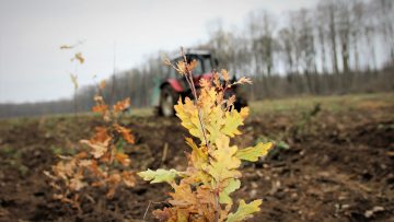 ROMSILVA_FOTO_CAMPANIE_IMPADURIRE_1