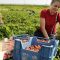 Locuri de muncă în Spania – domeniul sezonier agricol (cules fructe roșii)