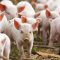 Misiune de audit a Organizației Mondiale pentru Sănătate Animală, privind pesta porcină clasică (PPC) în județul Vaslui