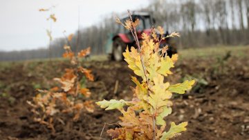 ROMSILVA_FOTO_IMPADURIRI_1