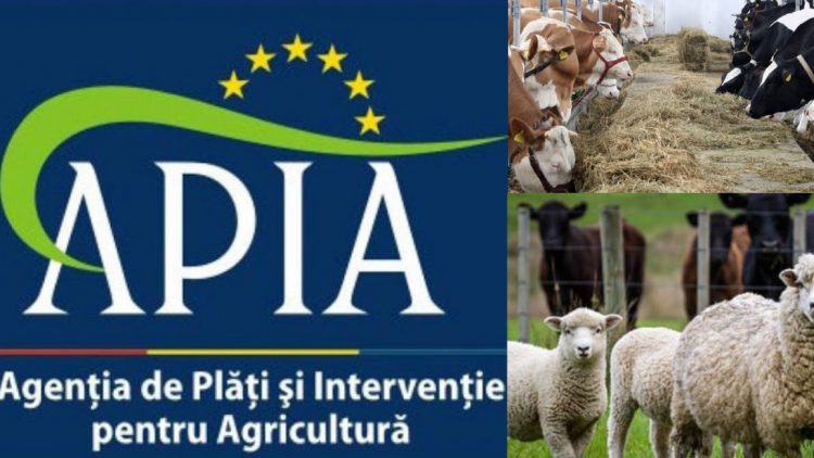 apia