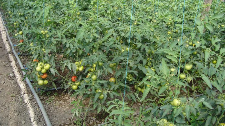 foto tomate 4