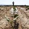 Lege în regim de urgență pentru producătorii agricoli afectați de secetă