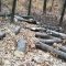 Aproape 900 metri cubi de lemn confiscat pe perioada stării de urgență