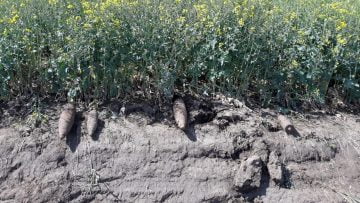 WhatsApp Image 2020-05-05 at 19.27.27