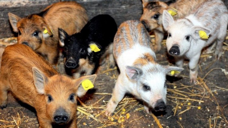 foto porci