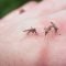 Aveți grijă la țânțari! Virusul West Nile se transmite prin înțepătura acestora