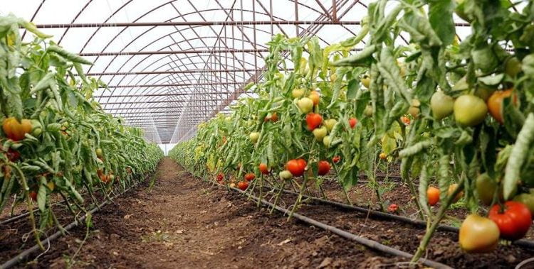 tomate