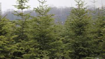 FOTO_ROMSILVA_POMI_CRACIUN_1