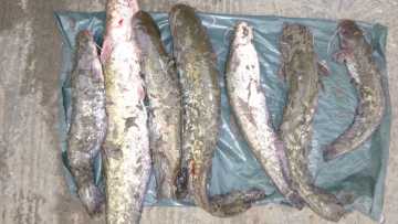 Doi-vasluieni-cercetati-pentru-braconaj-piscicol-de-politistii-de-frontiera-galateni5