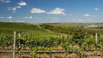 vii-viticultura-livezi-pomi