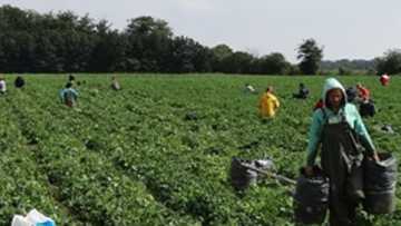 economie_danemarca-cules-capsuni-01