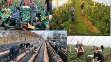 locuri-de-munca-in-strainatate