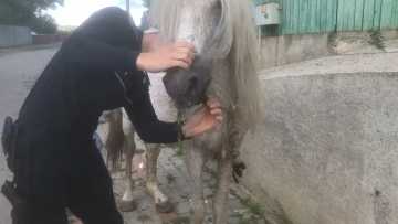 adoptii animale.mp4_snapshot_00.01.258