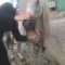 Un polițist și un jandarm au salvat un cal rănit care se plimba cu sârma în gură prin Gura Bustei