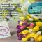 VIDEO//MESAJ DE 8 MARTIE – TRANSMIR MURGENI