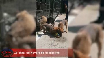 16 căței au nevoie de căsuța lor! .mp4_snapshot_00.21.042