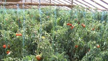 0314NC.MXF_snapshot_00.04.359