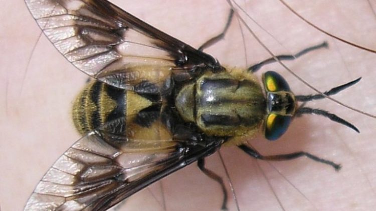 insecte