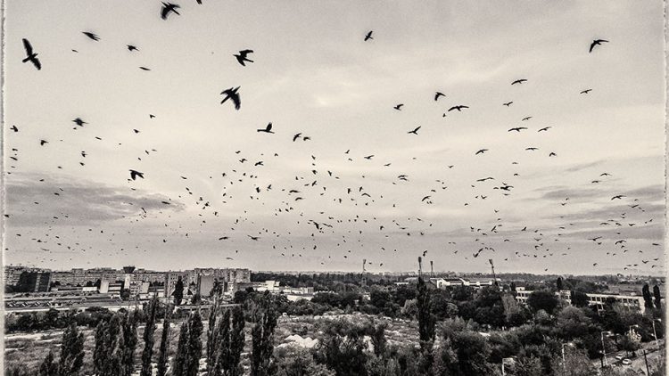 © Luchian Comsa