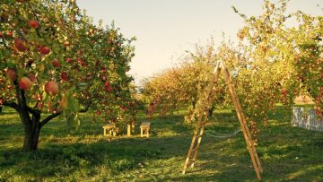 To,Plant,Garden,Is,To,Believe,In,Tomorrow.,Apple,Garden.