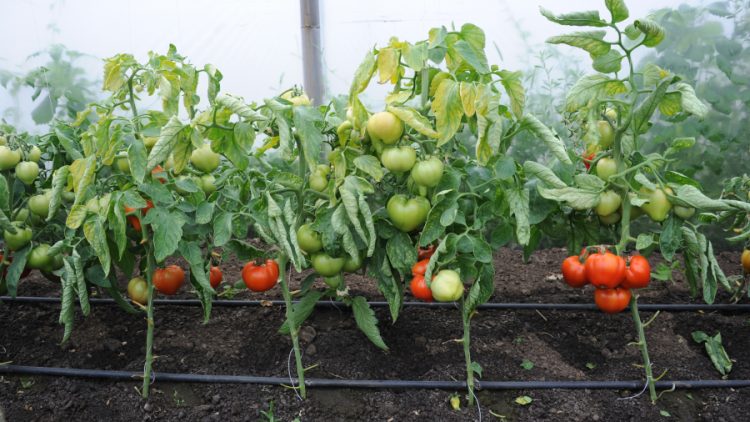 DAJtomate