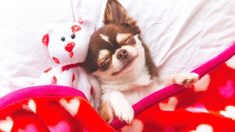 Dog sleeping