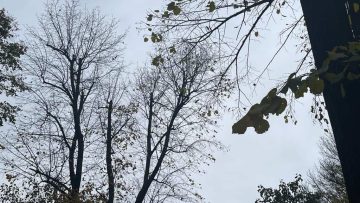 meteo