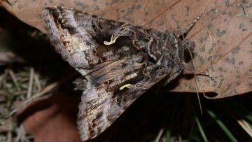 Autographa gamma- Verneuil-sur-Seine (Yvelines)