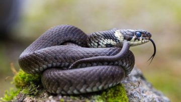 029_4517_01.00_00_00_00.Still011