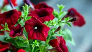 029_4517_01.00_02_01_10.Still012