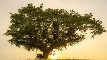 029_4517_01.00_03_28_04.Still011