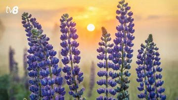 xr:d:DAFmv1GGLDI:133,j:4759576155649540273,t:23072119