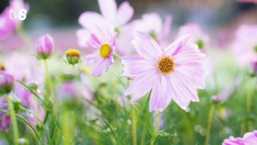 xr:d:DAFmv1GGLDI:280,j:6285174326247442098,t:23082715