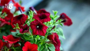 xr:d:DAFir8-_HVg:237,j:1750053431788615344,t:23100418