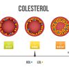 colesterol