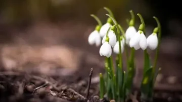 meteo